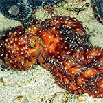 Pinnoctopus luteus